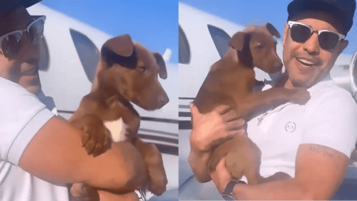 Caminho que o cachorro fez foi registrado pelo cantor, que levou o bichinho para sua casa de avião e, já na fazenda, brincou com ele em cima de um trator