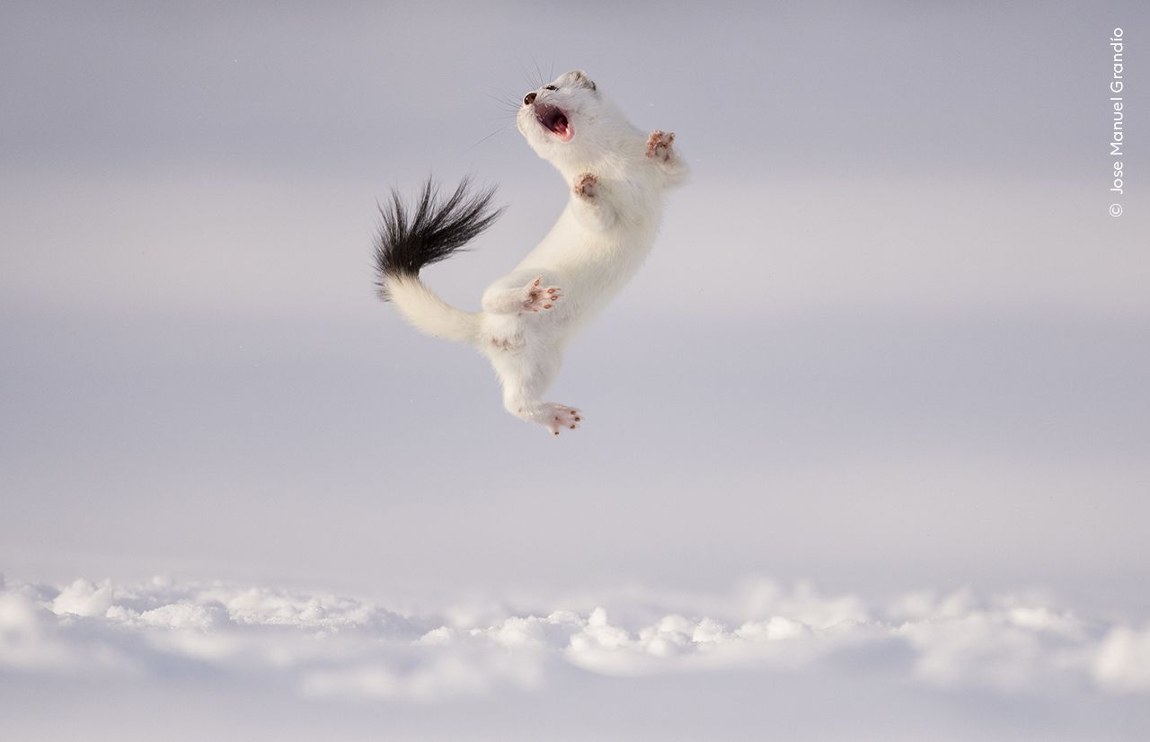 © Jose Manuel Grandío , Wildlife Photographer of the Year