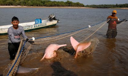 Pesquisadores capturam botos amazônicos ameaçados pela seca para estudar impacto de mudanças climáticas