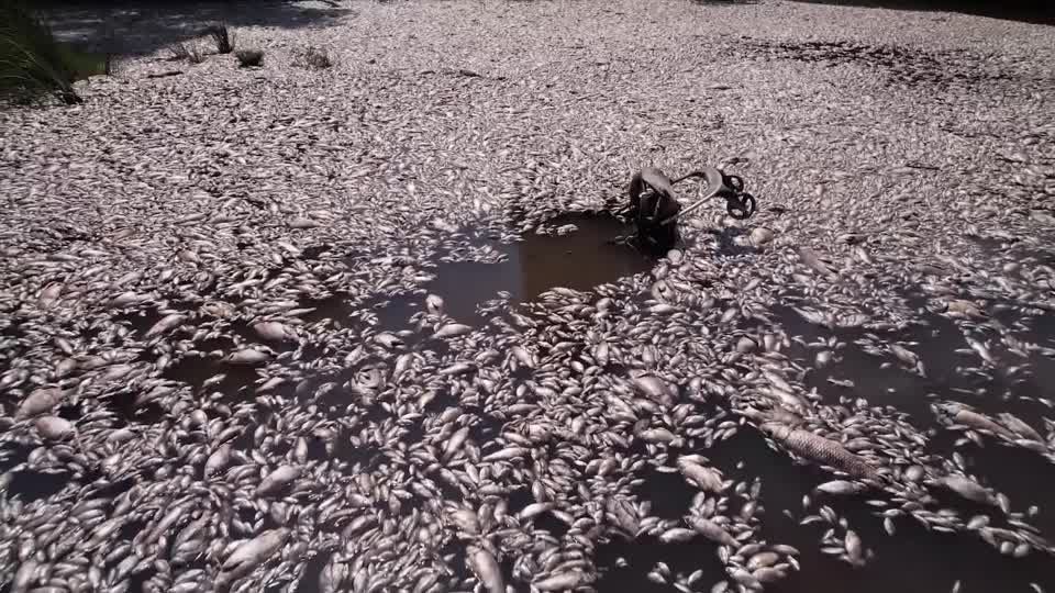 Drone video shows dead fish removal efforts in Greek stream