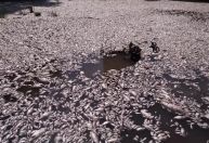 Milhares de peixes mortos são recolhidos em rio na Grécia; veja vídeo