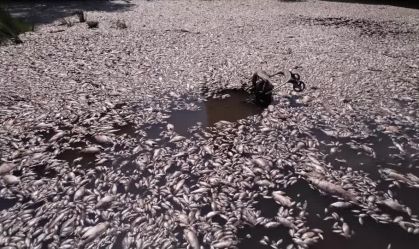 Milhares de peixes mortos são recolhidos em rio na Grécia; veja vídeo