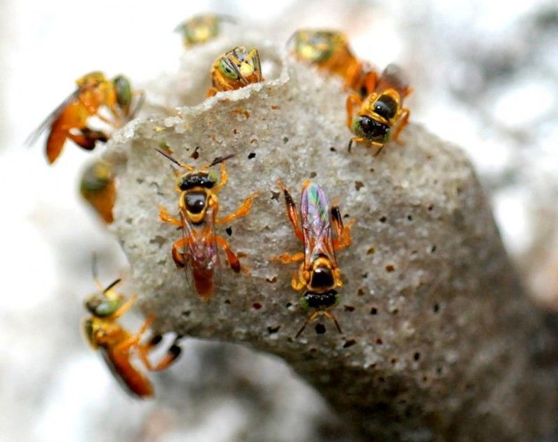 Meliponicultura