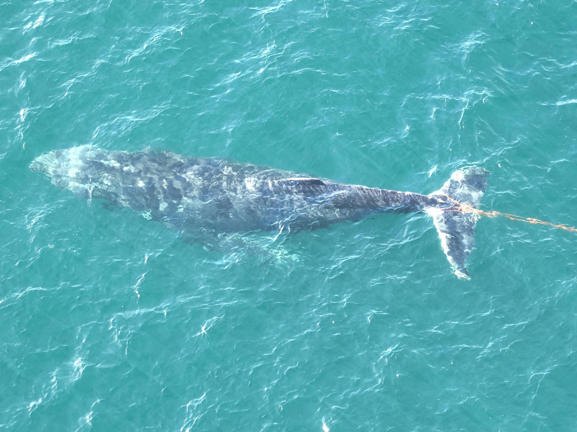 Baleia fica presa em rede de pesca na Austrália