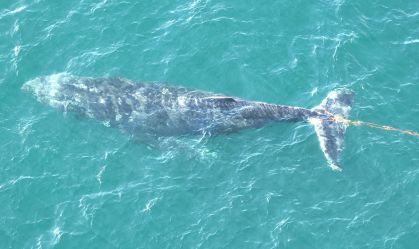 Baleia presa em rede de pesca é libertada no porto de Sydney