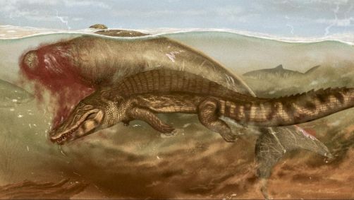 Ilustração mostra tubarões e crocodilo atcando uma vaca-marinha