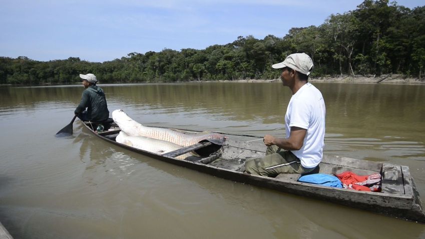 O manejo sustentável do Pirarucu, na terra indígena Paumari (AM), no projeto "Raízes do Purus", já resultou no aumento de mais de 600% da população do peixe símbolo da Amazônia • Adriano Gambarini / OPAN