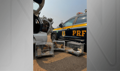 PRF prende motorista que traficava animais ameaçados de extinção em Porto Velho (RO)
