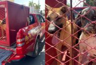 Cachorros ficam feridos após ataque a ouriço-cacheiro em Minas Gerais