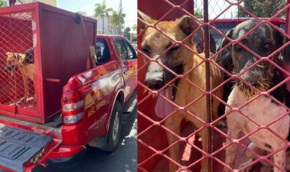 Cachorros ficam feridos após ataque a ouriço-cacheiro em Minas Gerais