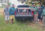 Operação resgata gavião-real após choque com fiação no Pará