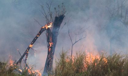 Animais vítimas de incêndios florestais começam a voltar à natureza em SP