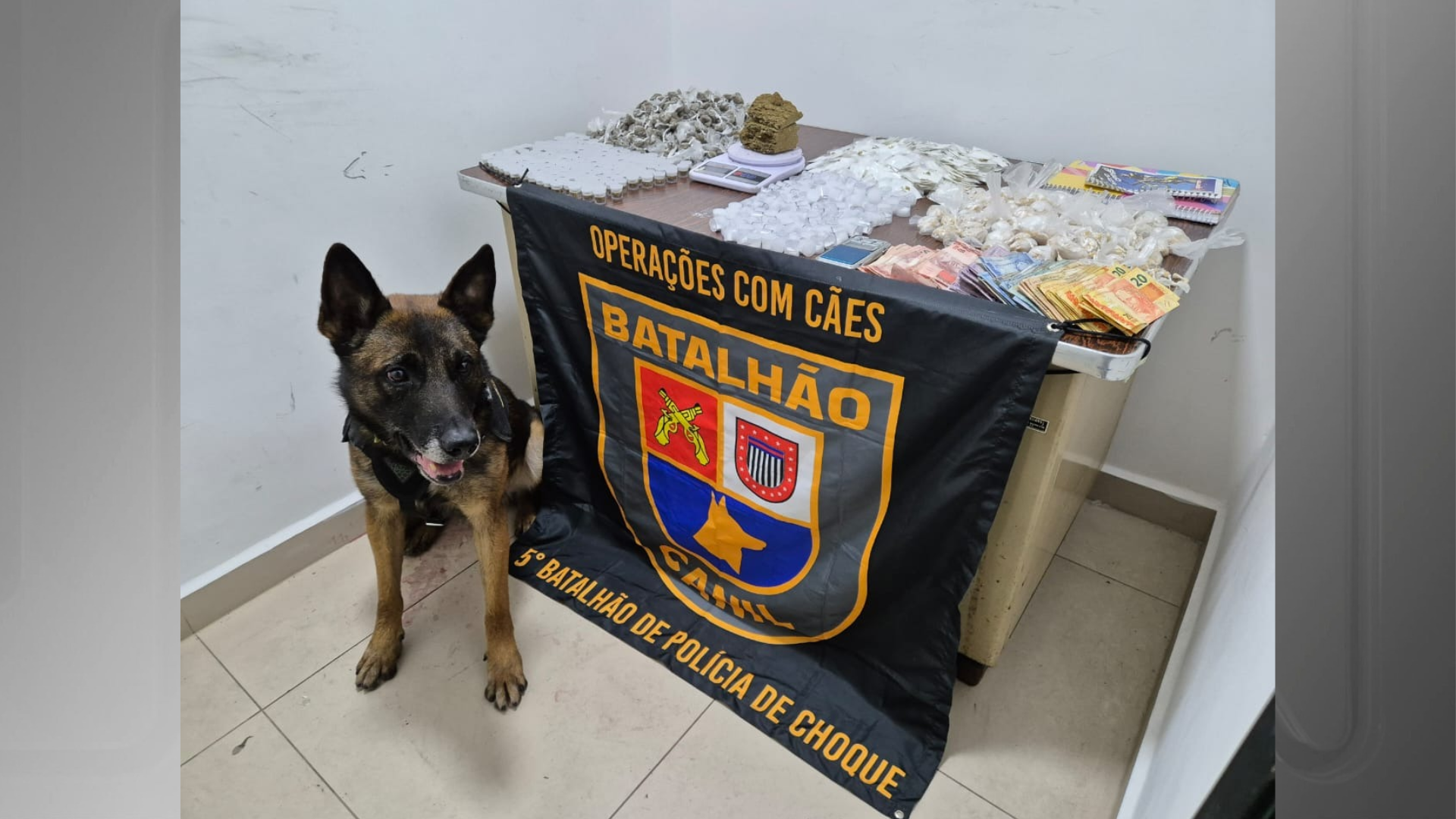 cao farejador loja trafico