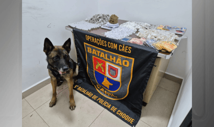 cao farejador loja trafico
