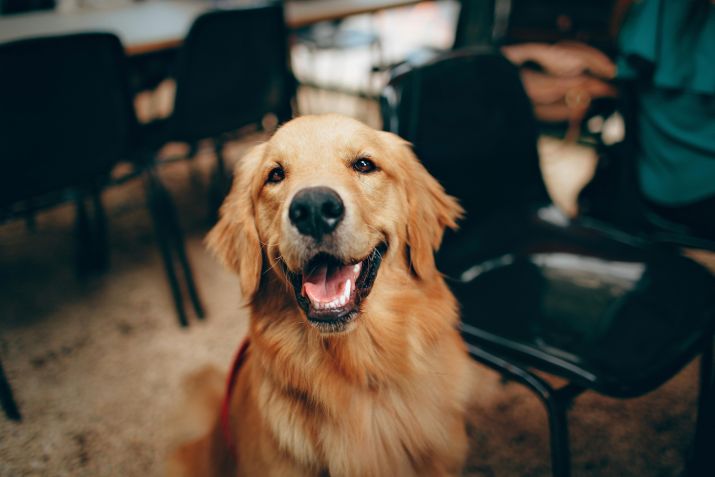 Golden Retriever / Pexels