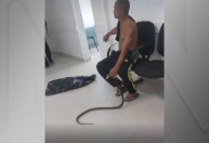Vídeo: homem leva cobra a hospital após ser picado pelo animal no litoral de SP