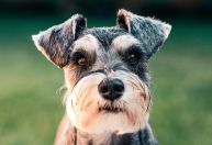 Dia Mundial do Cachorro é comemorado nesta segunda; entenda origem da data