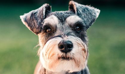 Seu cachorro come cocô? Descubra por que isso acontece e o que fazer