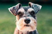 Seu cachorro come cocô? Descubra por que isso acontece e o que fazer