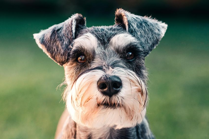 Schnauzer / Pexels