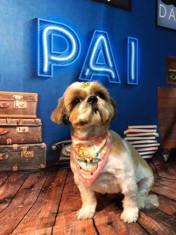 Jhuly, cadelinha de raça Shih Tzu / Arquivo pessoal/Bárbara Carvalho