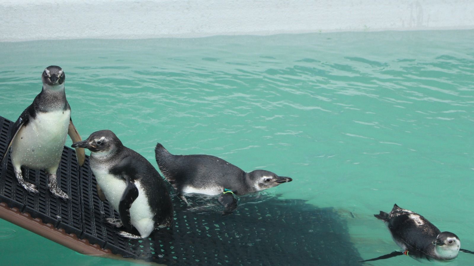 Pinguins em reabilitação em Santa Catarina