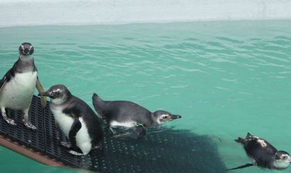 Cerca de 1.800 pinguins morreram em Florianópolis na temporada de migração de 2024, diz ONG