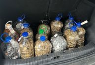 Cliente compra carro e usa R$ 17 mil em moedas como parte do pagamento em SC