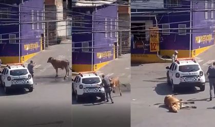 Boi é baleado e morto por PM em rua da cidade de Mauá, na Grande SP