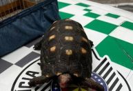 Operação combate tráfico e maus-tratos de animais silvestres em três estados
