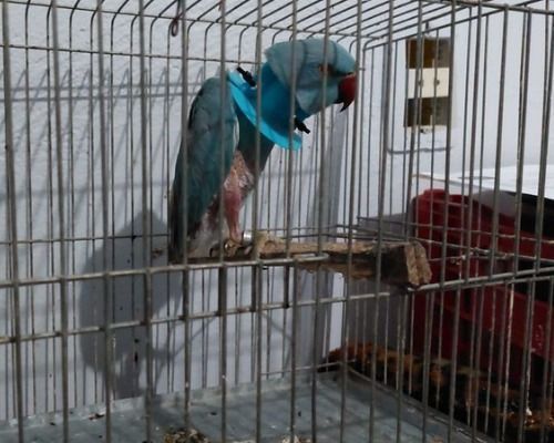 Operação combate tráfico e maus-tratos de animais silvestres em três estados • Divulgação