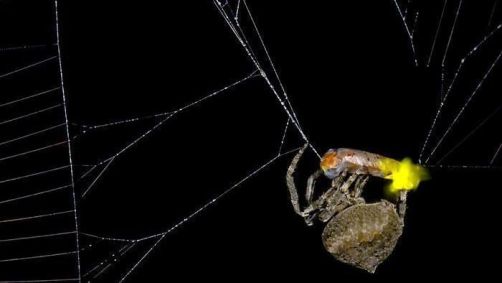 Aranha tecelã que prendeu um vagalume macho em sua teia
