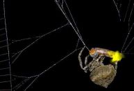 Cientistas encontram aranha que faz vaga-lume macho piscar como fêmea; entenda
