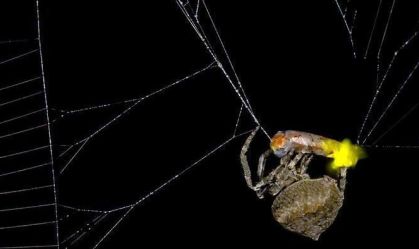 Cientistas encontram aranha que faz vaga-lume macho piscar como fêmea; entenda