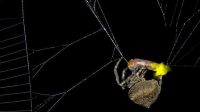 Espécie de aranha utiliza a luz emitida por vaga-lumes para atrair alimento e garantir mais presas na teia