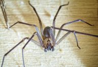 Aranhas são segunda causa de envenenamento no Brasil; veja as que mais ameaçam