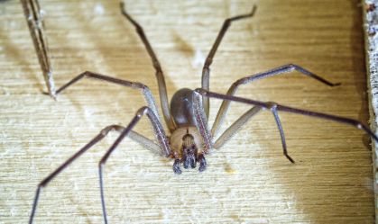 Aranhas são segunda causa de envenenamento no Brasil; veja as que mais ameaçam