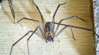 Mulher é internada após picada de aranha-marrom em Santa Catarina
