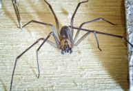 Jovem de 23 anos morre após picada de aranha-violinista; veja riscos