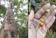 "Única no mundo": pesquisadores do Jardim Botânico descobrem árvore rara no Rio