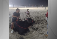 Vídeos: homem é flagrado passeando com búfalo na praia de Copacabana