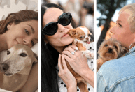 Conheça 6 cães de famosos que chamam a atenção nas redes sociais