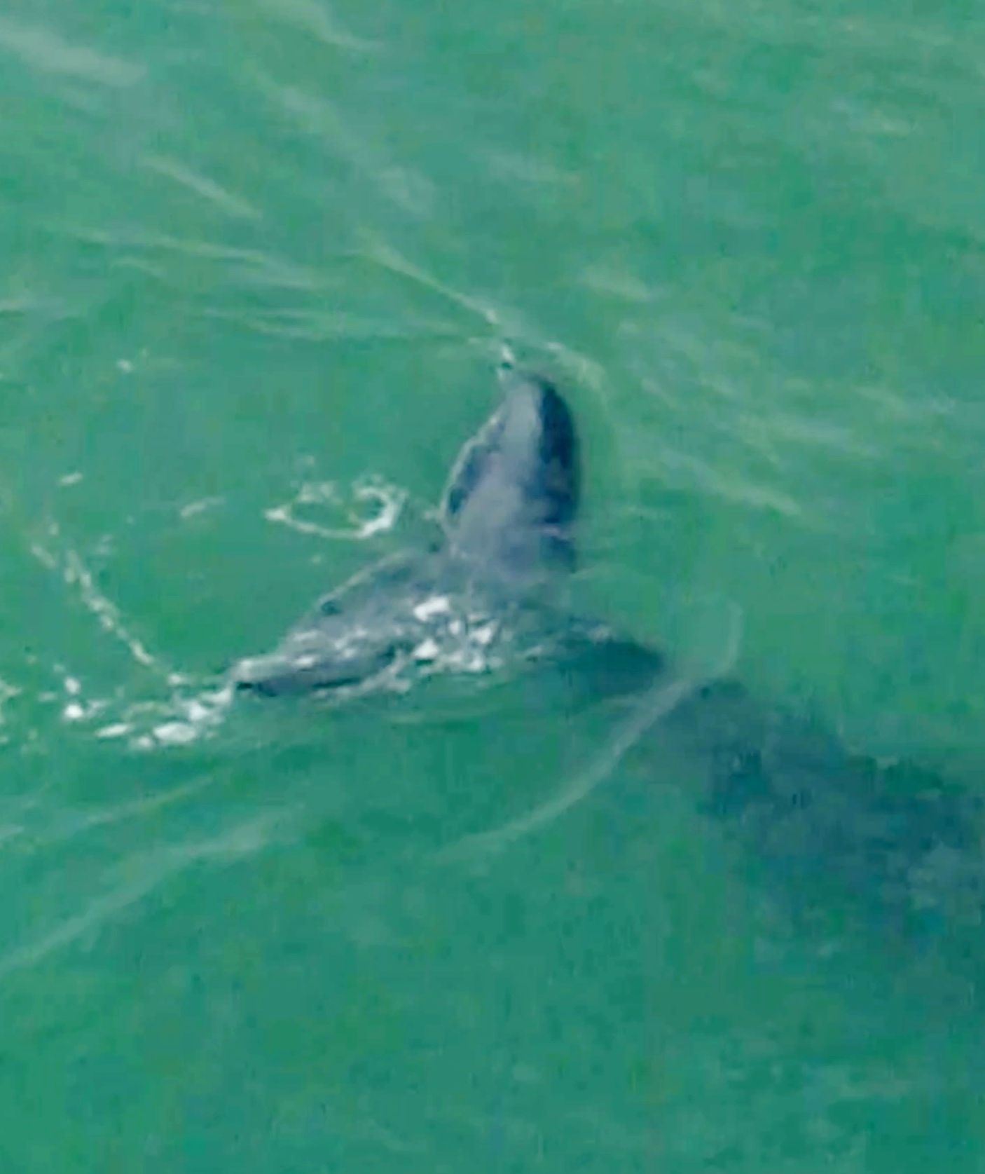 Imagem de vídeo de drone que encontrou filhote desencalhado nadando com a mãe / Foto: Luciano Cajaiba/Amigos da Jubarte