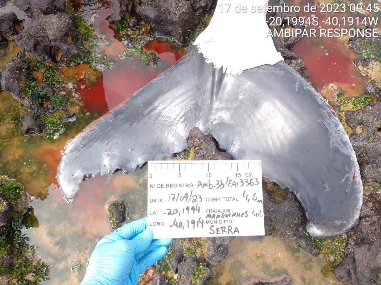 Cauda de filhote de baleia-jubarte que encalhou no Espírito Santo / Foto: Ambipar Response