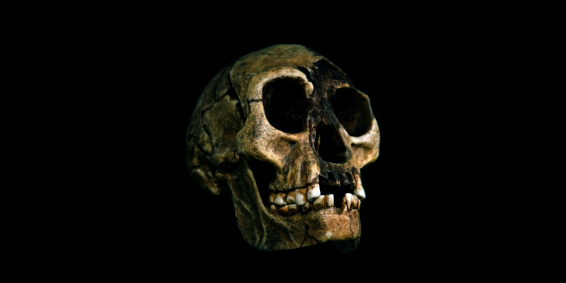 Crânio de Homo floresiensis, apelidado de hobbit, espécie extinta do gênero Homo