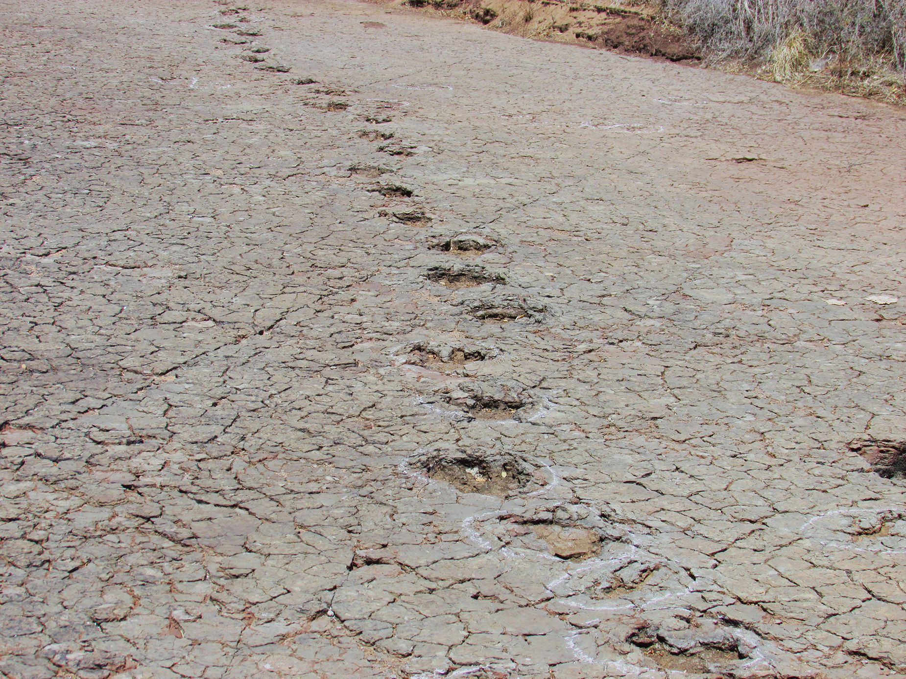 Pegadas pertencentes a dinossauros foram preservadas em depósitos de várzea na Bacia de Sousa, no Brasil. • Foto: Ismar de Souza Carvalho