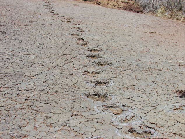 Pegadas pertencentes a dinossauros foram preservadas em depósitos de várzea na Bacia de Sousa, no Brasil. • Foto: Ismar de Souza Carvalho