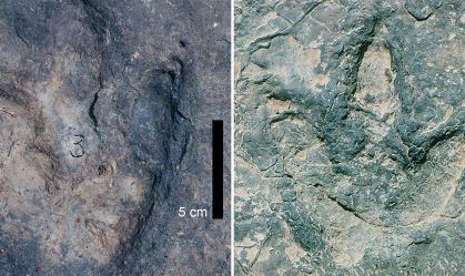 Pegadas similares de dinossauros são encontradas em lados opostos do Atlântico