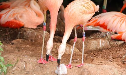 Dois flamingos do mesmo sexo criam filhote após chocarem o ovo juntos