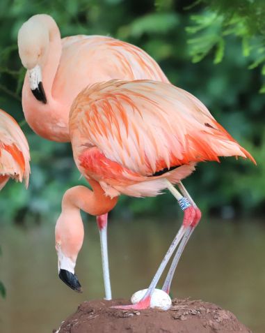 O zoológico já teve vários pares formados por machos em temporadas de reprodução anteriores. Este ano, no entanto, um casal do mesmo sexo teve um ovo para chocar • Wild Planet Trust